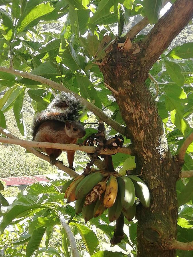 La Guayaba Monteverde Ngoại thất bức ảnh